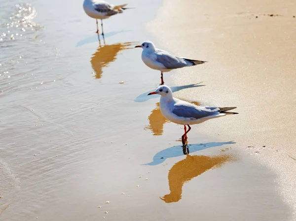 Gulls on the beach — Stock Photo, Image