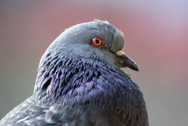 Closeup güvercin kafası
