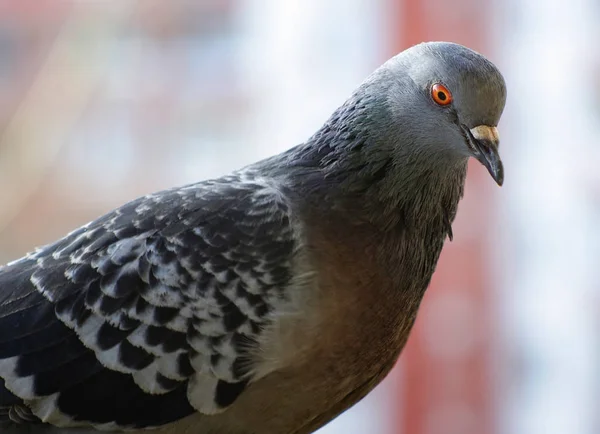 Beau pigeon urbain — Photo