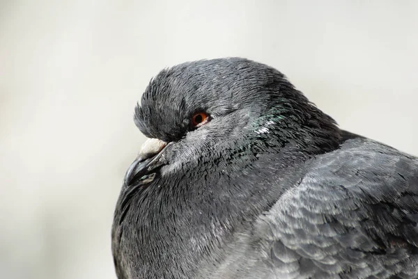 Gros plan de la tête de pigeon — Photo