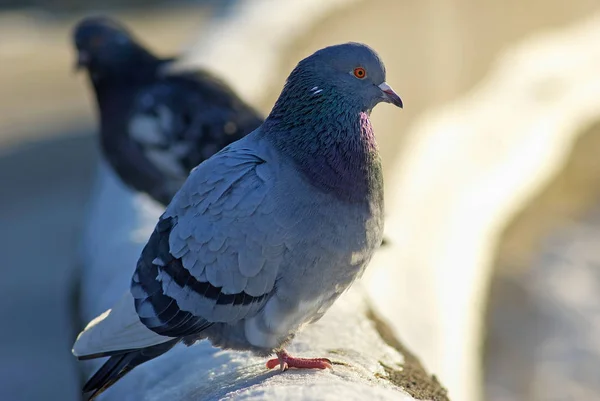 Pigeons et neige — Photo