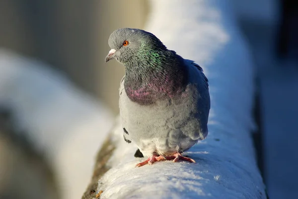 Pigeon et neige — Photo