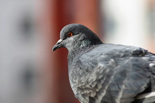 Closeup of pigeon