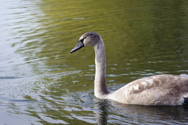 Cisne joven en estanque — Foto de Stock