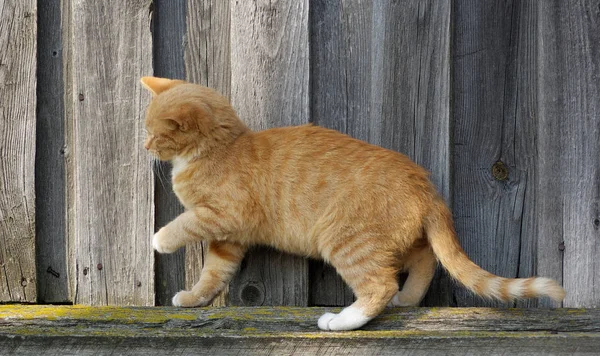 Bonito brincalhão gato — Fotografia de Stock