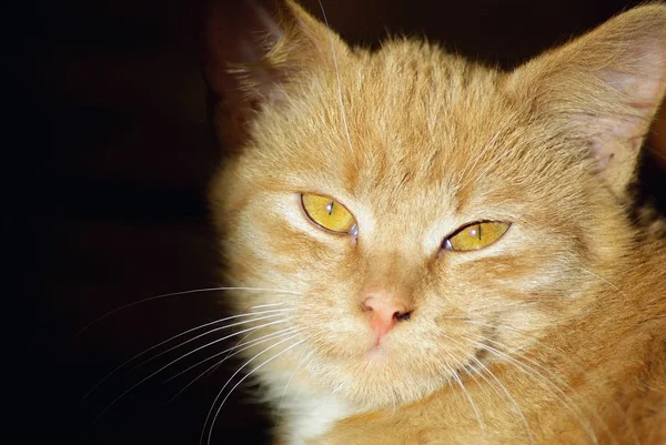 Γκρο πλαν του γάτα Τζίντζερ — Φωτογραφία Αρχείου