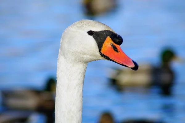 Hlava Bílá Labuť — Stock fotografie