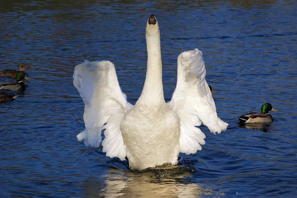 Cisne extendió sus alas . — Foto de Stock
