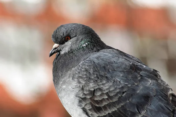 Pigeon de profil — Photo