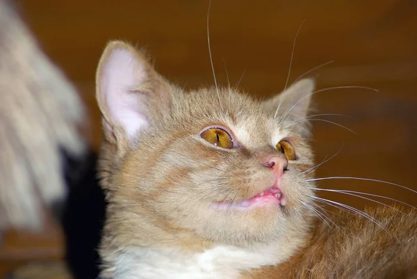 Retrato de gato de gengibre — Fotografia de Stock