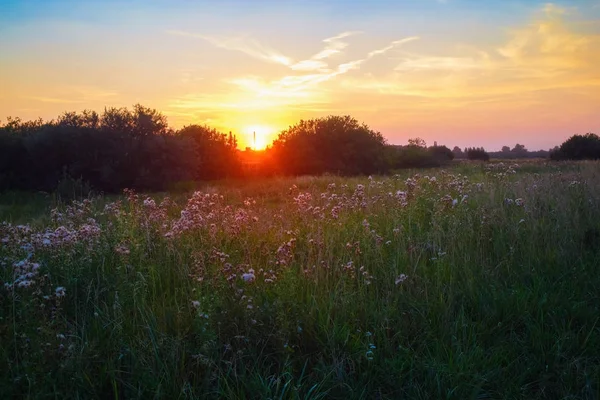 Sunset over meadow — Stock Photo, Image