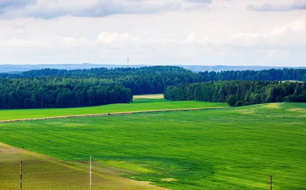 Fields and forest — Stock Photo, Image