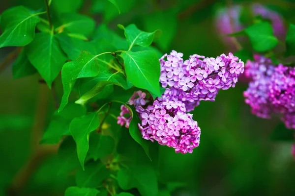 Bloeiend paars lila — Stockfoto