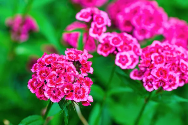 Flores de Phlox florecientes — Foto de Stock