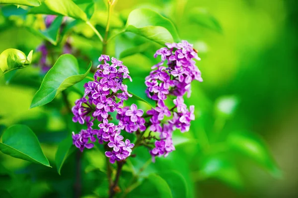 Lilac flowers and leaves