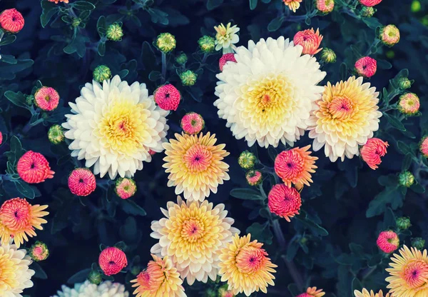 Foto av krysantemum blommor — Stockfoto