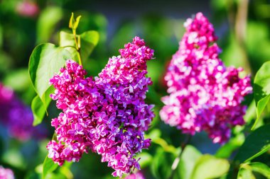 Mor Eflatun çiçekler