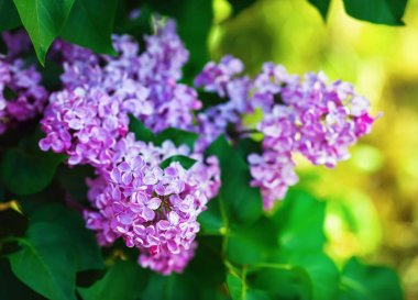 Menekşe leylak çiçekler