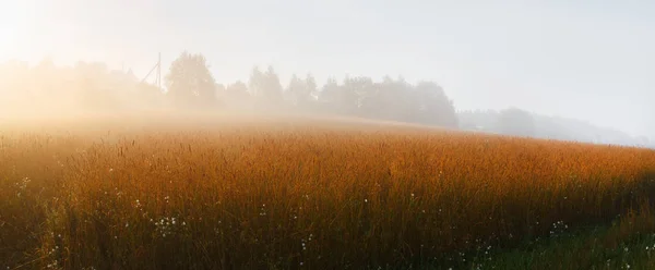 日当たりの良い霧の朝 — ストック写真