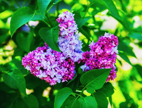 Lilac flowers and leaves — Stock Photo, Image