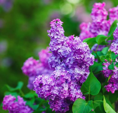 Blossoming purple lilacs