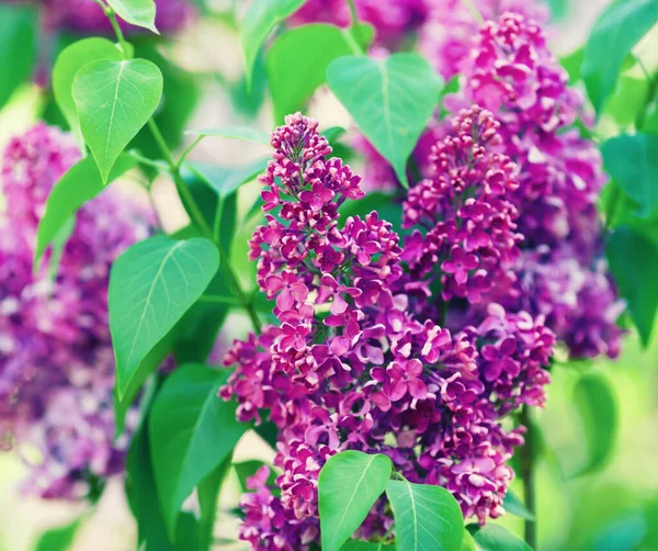 Rama de florecimiento lila —  Fotos de Stock