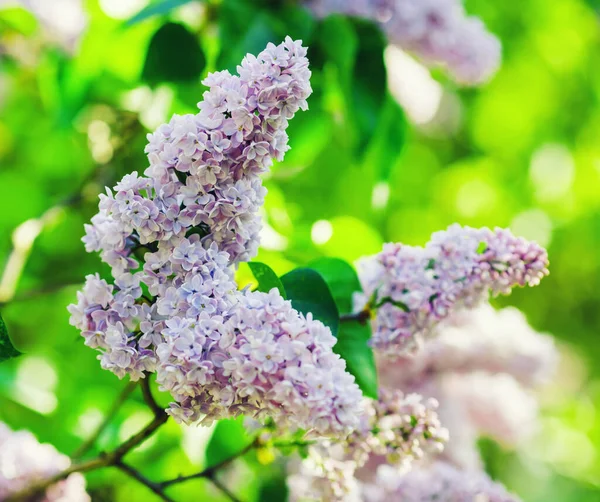 Fioritura fiori lilla — Foto Stock