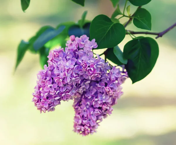 Ramo di lilla fiorita — Foto Stock