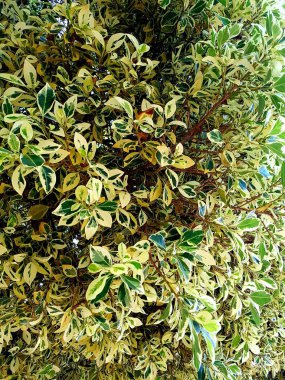 Yeşil ve sarı yaprakları portre 