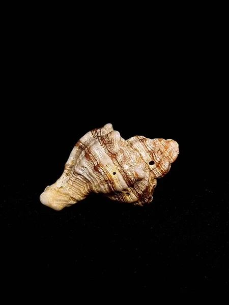 Seashell isolated on black background — Stock Photo, Image