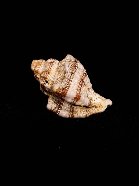 Seashell isolated on black background — Stock Photo, Image