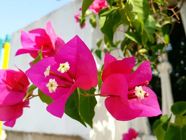 Bouganvillea rosa primo piano — Foto Stock
