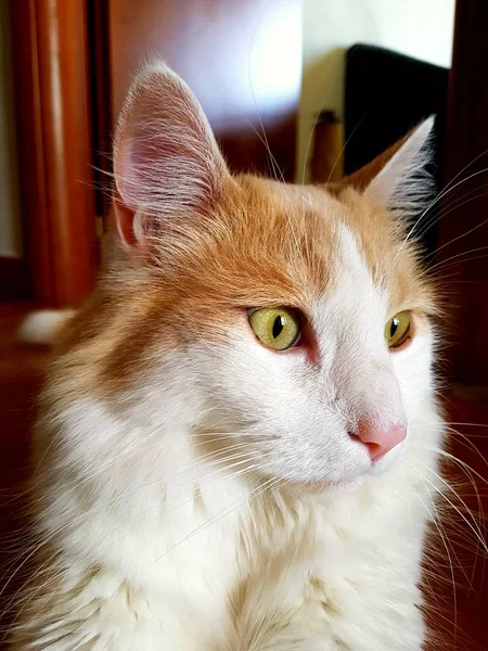 Χαριτωμένο λευκό πορτοκαλί γάτα πορτρέτο — Φωτογραφία Αρχείου