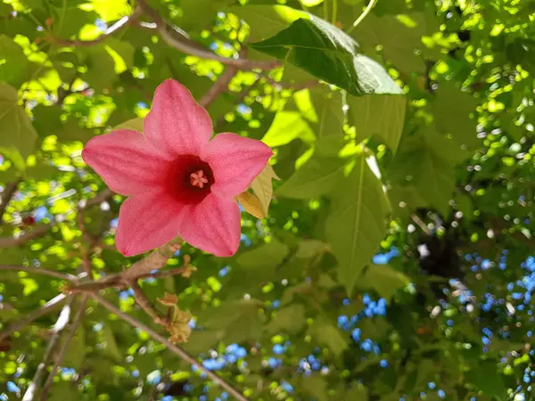 Bellissimo rosa Brachychiton bidwillii fiori su un albero — Foto Stock