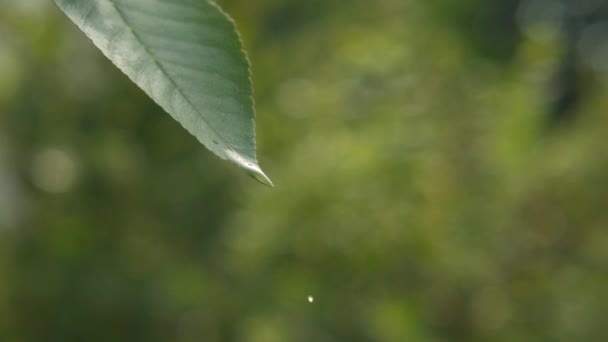 Gota de água em uma folha verde — Vídeo de Stock
