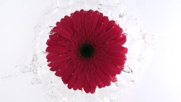 Red Gerbera Flower Falling Water Slow Motion Bursting Splashes Top — ストック動画