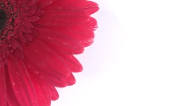 Red Gerbera Daisy Flower Dropped Water Aquarium Splashing High Speed — Stock Video