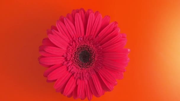 Розовый Цветок Daewoo Gerbera Брошен Апельсиновую Воду Разбрызгивающуюся Медленном Движении — стоковое видео