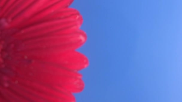 花デイジー ガーベラ青い背景のテキストのためのコピースペースで上からスローモーションショットで水中に飛び込む — ストック動画