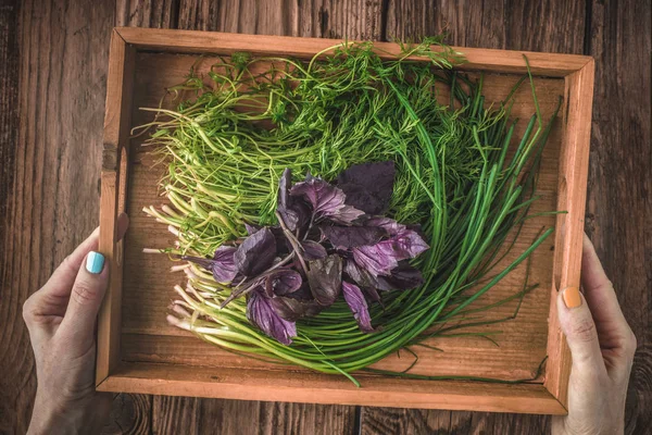Сільські трави кріп, базилік, цибуля в дерев'яній коробці — стокове фото
