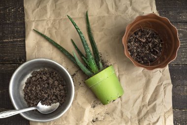 Saksıyı ahşap arka plan en iyi görünümü ile Aloe çiçek