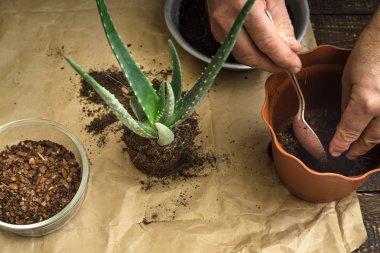 Aloe çiçek yatay nakli