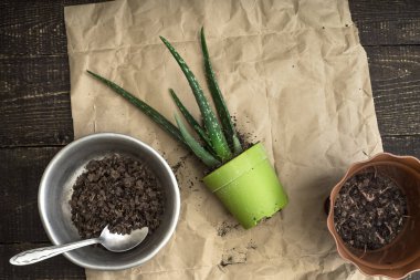 Saksıyı yatay ahşap arka plan üzerinde Aloe çiçek