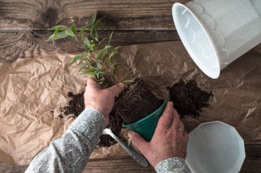 Adam ficus çiçek üstten görünüm nakli