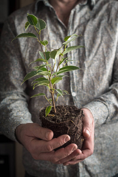 Ficus flower without pot in the man`s hands