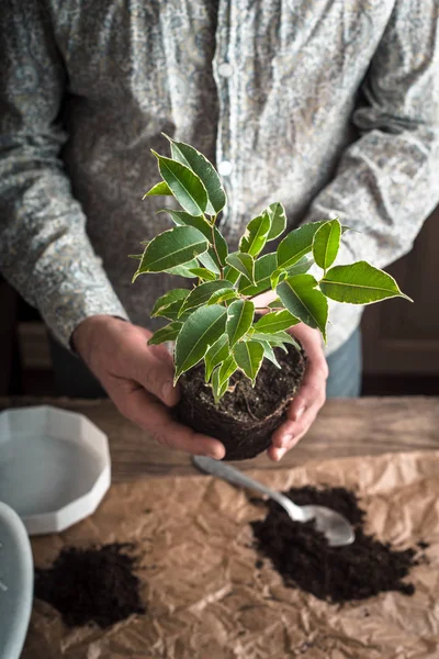 Planting ficus flower vertical — Stock Photo, Image