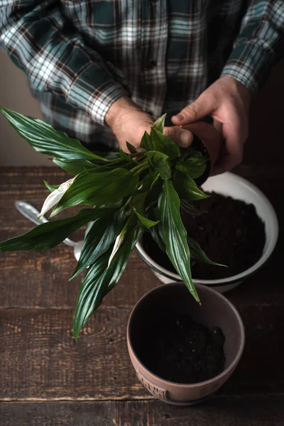 Man transplantera en blomma Spathiphyllum i blomkruka — Stockfoto