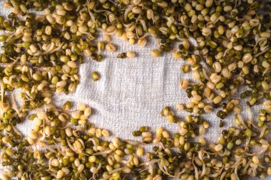 Bir peçete kareye germinated fasulye