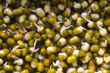 Arka plan yeşil filizlenmiş mung fasulye