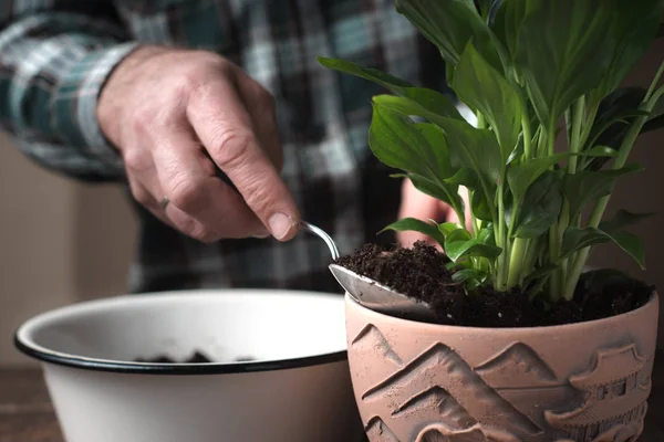 Transplantation of the spathiphyllum flower horizontal — Stock Photo, Image